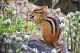 Chipmunk On A Rock_53733